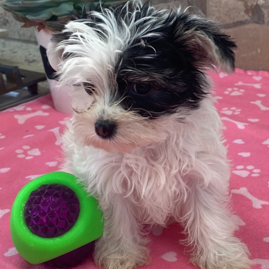 Picture of Rossie Yorki Puppy