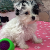 Picture of Rossie Yorki Puppy