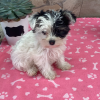 Picture of Rossie Yorki Puppy