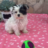 Picture of Rossie Yorki Puppy