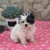 Picture of Rossie Yorki Puppy